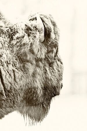 Head of european bison. Side view. Black and white photo.の写真素材