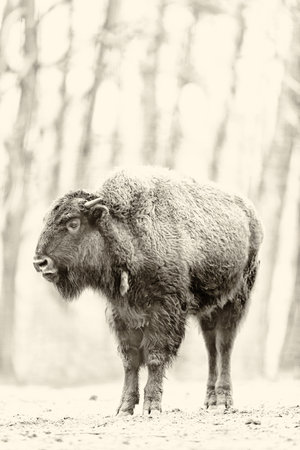 European bison in field with blurred trees in background. Black and white photo.