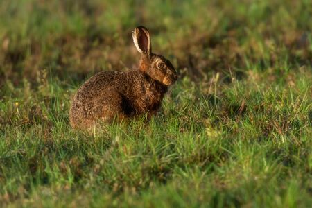 Brown hare sits in morning sunlight in meadow. Side view.の写真素材