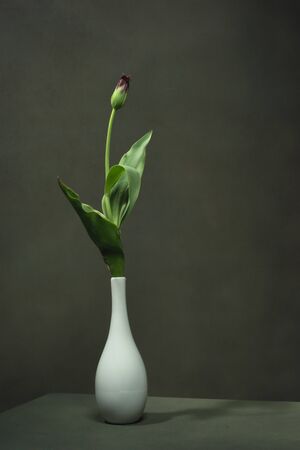 Purple closed tulip in white vase in empty grey room.の写真素材