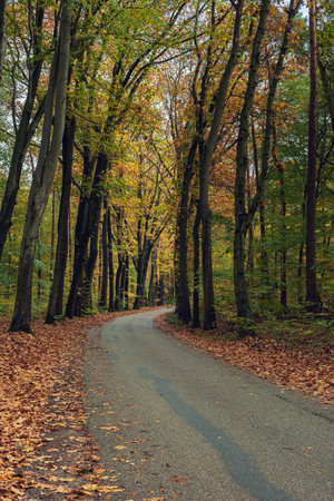Road in colorful autumn forest.