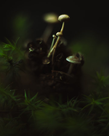 Little mushrooms grown in a pinecone on a mossy forest ground.