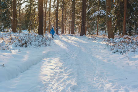 Woman in blue coat walks on a path in sunny winter forest. Rear view.の写真素材
