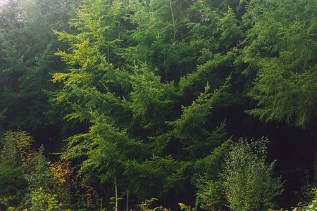 Lush green of different tree species in a forest.