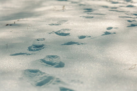 Foot prints in snow pack.の写真素材