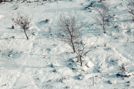 Bare trees on a snowy slope.