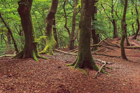 Winding tree trunks in a dense summer deciduous forest.の写真素材