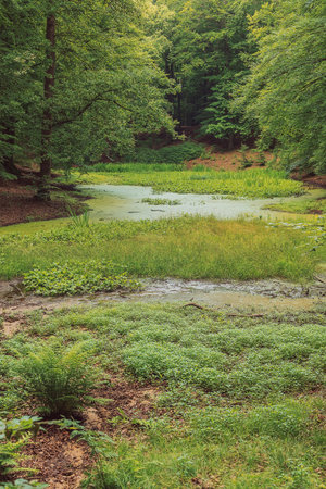 Dense pond in a lush green summer forest.の写真素材