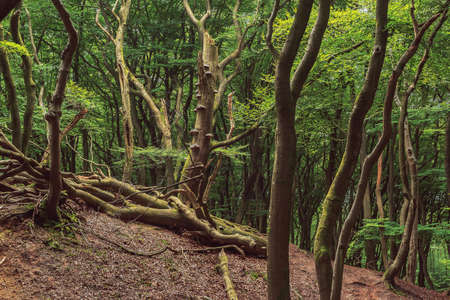 Winding tree trunks in a dense summer deciduous forest.の写真素材