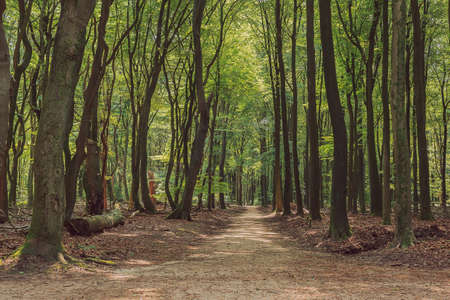 Hiking trail between winding tree trunks in a deciduous forest during the summer.の写真素材