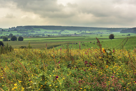 Hilly landscape with wild flowers, cows, meadows, trees and a small village in the distance under a...