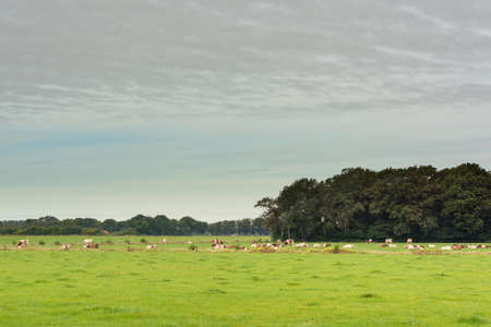 Pasture with cows and trees on the horizon under a sky with veil clouds.の写真素材