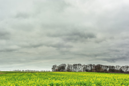 Hilly landscape with rapeseed field and bare trees under a gray cloudy sky.