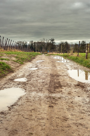 Sandy path with puddles of water in a hilly landscape with bare trees under a gray cloudy sky.の写真素材