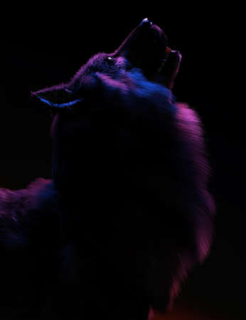 Wolf in red and blue rim light. Dark mysterious portrait. side view. 3D render.の写真素材