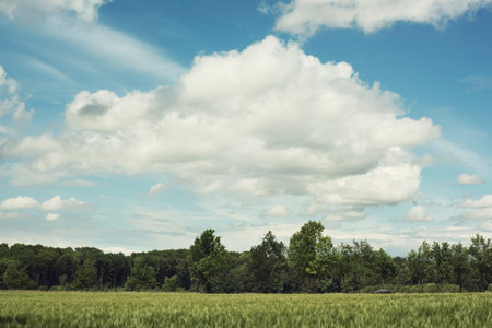 Farmland and trees under a blue cloudy sky in summer.
