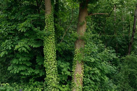 Tree trunks overgrown with ivy in a lush forest in summer.