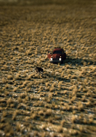 Car and wolf on a grass plain. Aerial view. 3D render.の写真素材