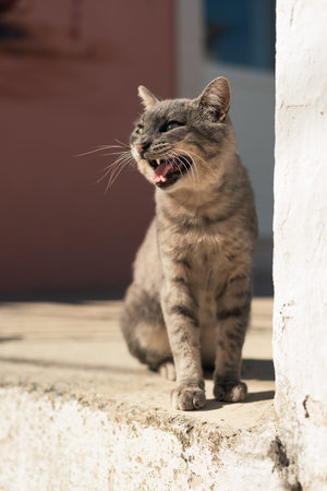 Meowing gray stray cat sits on doorstep in sunny mediterranean village.の写真素材