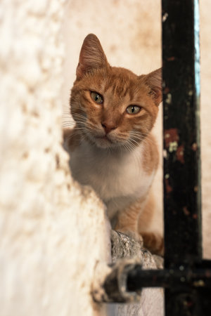 Red cat on doorstep looks through fence.の写真素材