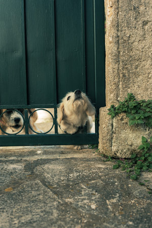 Two watchful dogs look under the garden gate.