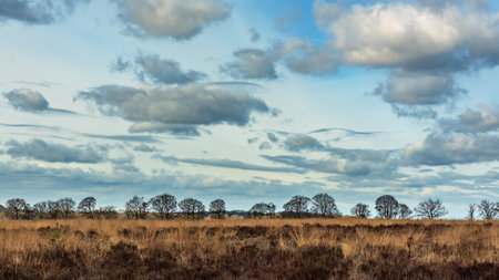 Heath landscape with bare trees on horizon under a cloudy sky.の写真素材