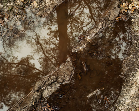 Puddle in mud with reflected tree.の写真素材