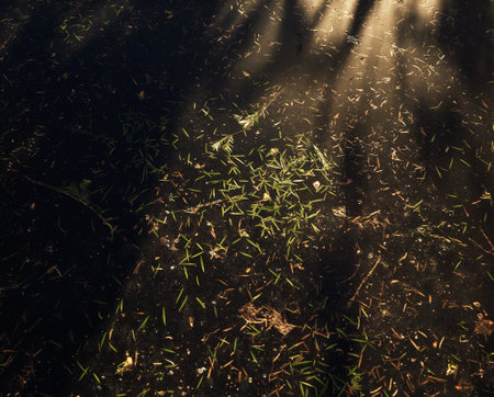 Water surface with bottlebrush leaves in dappled sunlight. Top view.の写真素材