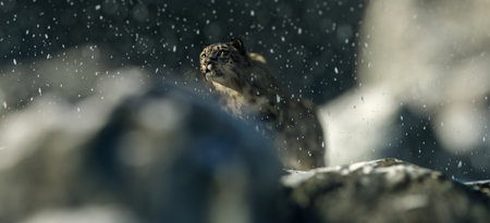 Snow leopard in snowy rocky mountains during blizzard.の写真素材
