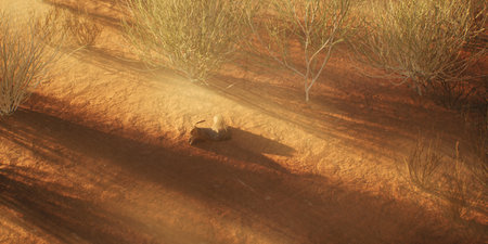 Lost cowboy boat in misty desolate desert landscape.の写真素材