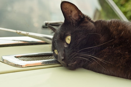 Lazy black cat lying on hood of a car on a sunny summers day.の写真素材