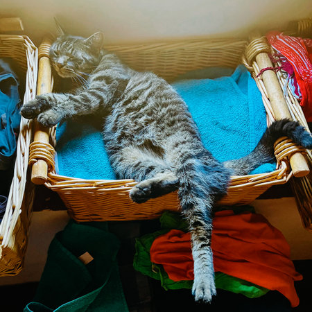 Cute lazy tabby cat lying comfortable and totally relaxed in wicker basket on a blue pillow. Seen from above.の写真素材