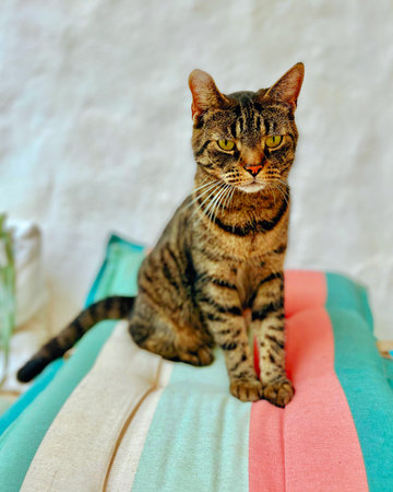 Cute tabby cat sits on striped pillow outside by a white stucco wall.の写真素材