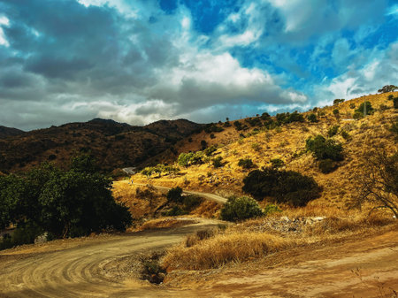 Rolling hilly landscape with dried yellow vegetation and olive trees under blue sky with clouds....