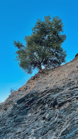 Solitary olive tree on gray rock slope under a clear blue sky. Andalusia, Spain.の写真素材