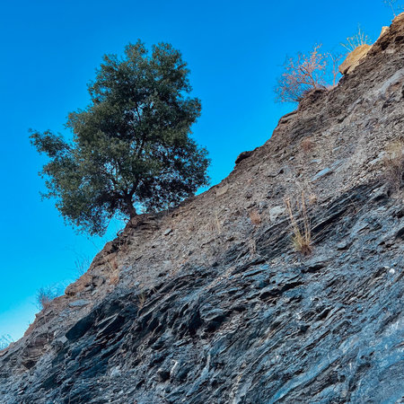 Solitary olive tree on gray rock slope under a clear blue sky. Andalusia, Spain.の写真素材