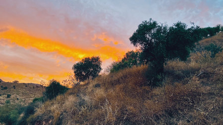 Rolling landscape with hills and olive trees during sunset in countryside of Malaga, Andalucia, Spain.の写真素材