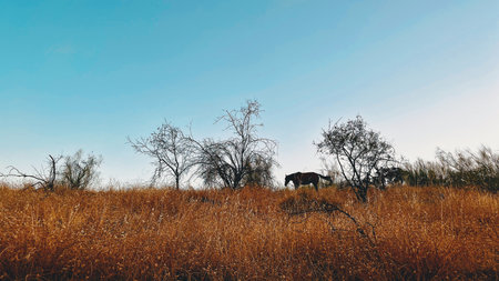 Horse on slope with dry grasses under clear blue sky on sunny day.の写真素材