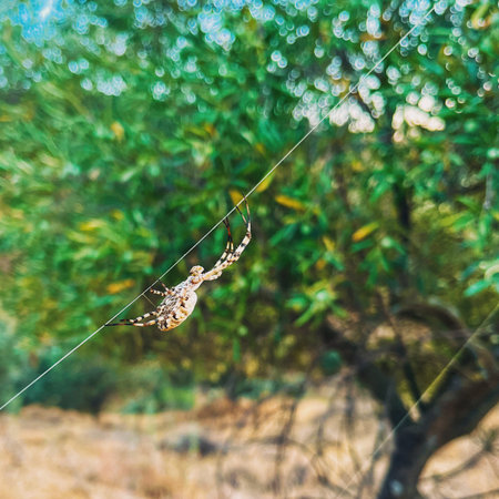 Big spider in web in spanish countryside.の写真素材