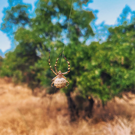 Big spider in web in spanish countryside.の写真素材