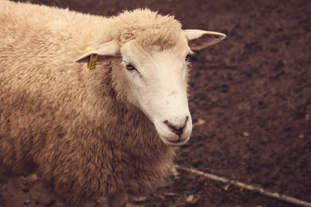 Innocent Sheep