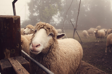 Funny Sheepのeditorial素材