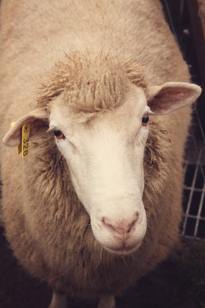 cute sheepのeditorial素材