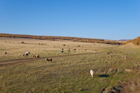 Cows on the Autumn Landscapeの写真素材