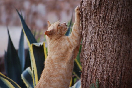 Scratching cat. A cat scratching a treeの写真素材