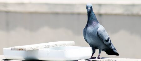 Thirsty pigeon near a pot siting on a wall drink water isolated With Blur Backgroundの写真素材