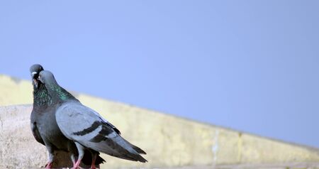 Pigeon Couple Beak and breeding on top roof with blur backgroundの写真素材