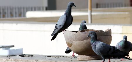 Thirsty Pigeons Group Sitting On Pot For Drinking Waterの写真素材