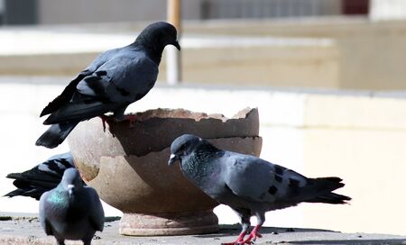 Thirsty Pigeons Group Sitting On Pot For Drinking Waterの写真素材