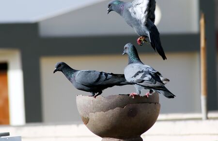 Thirsty Pigeons Group Sitting On Pot For Drinking Waterの写真素材